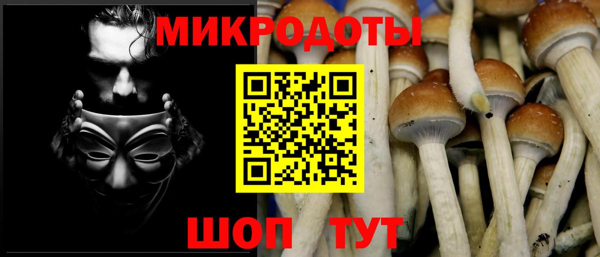 Галлюциногенные грибы Psilocybe Курганинск